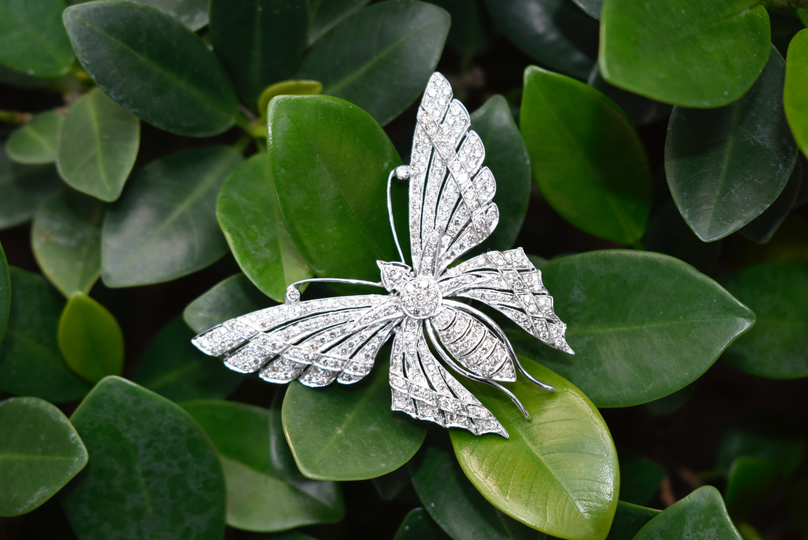 Diamond Butterfly